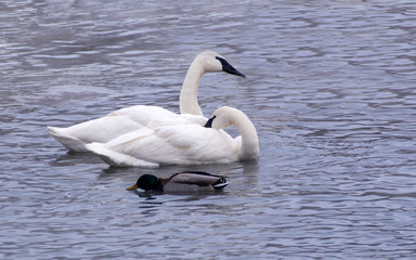 Swans are playing in open water of a lake at early spring time