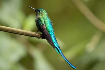 Fototapeta premium Hummingbird