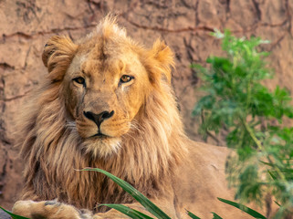 Lion the King of Animals