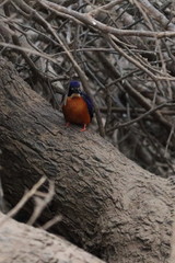 gambia birds