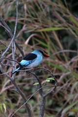 gambia birds