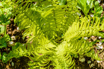 Green fern in the forest on spring