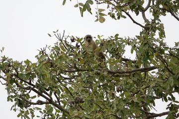 gambia birds