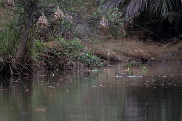 gambia birds
