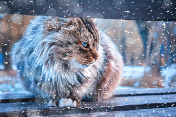 A street tricolor cat sits on a bench in the winter, in the park near the river. A miserable look...