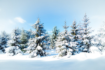 winter landscape with trees and snow