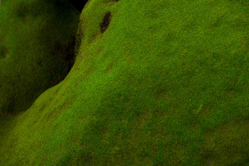 Rock with moss on coast. Moss green