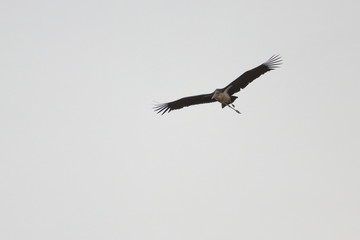 marabou stork