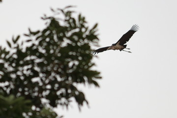 marabou stork