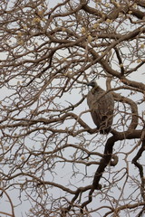 vulture dead horse