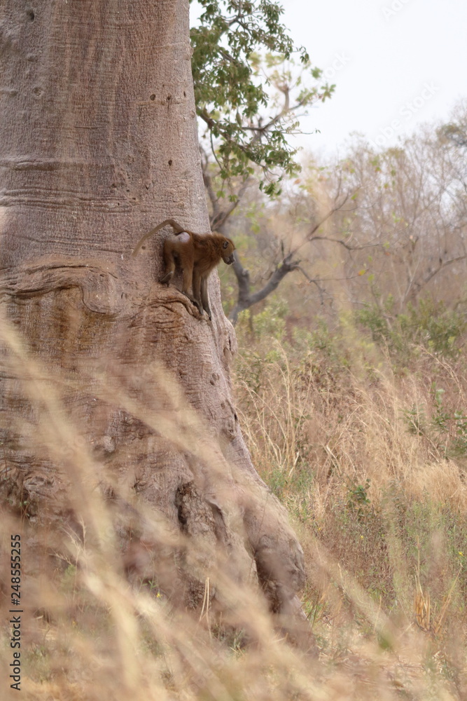 Poster baboon