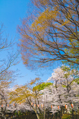 Japan cherry blossom season.White cherry blossoms are blooming.Travel in Japan.