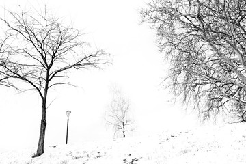 snowy landscape with trees in black and white