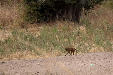 baboon