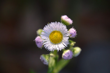 Obraz premium まるで毛糸で作った造花のようなハルジオンのクローズアップ