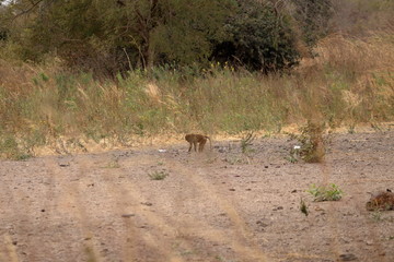 baboon
