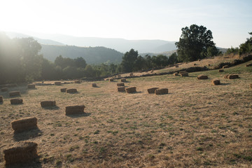 Field full of straw bales. Collection time