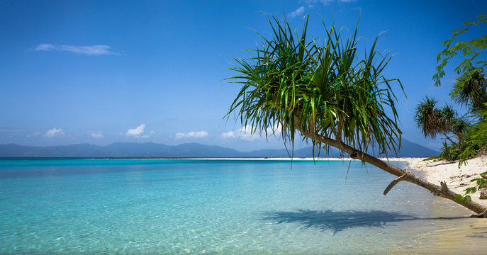 Island Palm Over Clear Turquoise Sea Bonbon Beach Sandbar, Roblon - Philippines