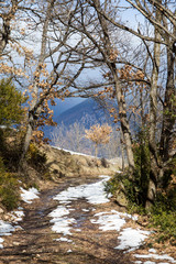 Footpath with melting snow in the spring forest in the mountains.