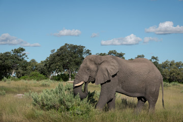 Fototapeta premium Large African Elephant walking through a clearing, feeding on low bushes, Okavango Delta, Botswana