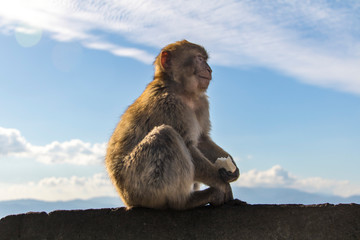 Meditative monkey