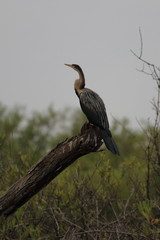 gambia birding