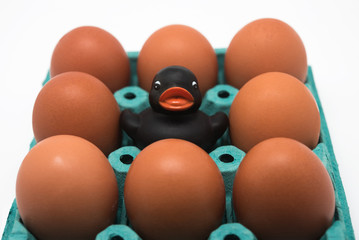 Duck eggs and black rubber duck in a basket