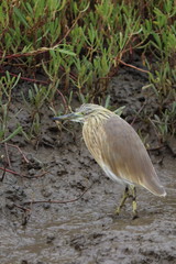 gambia birding