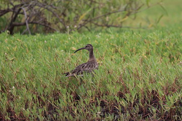 gambia birding