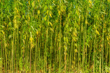 Field of the medical cannabis plant on summer