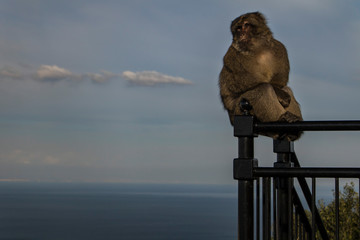 Meditative monkey