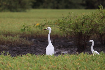 gambia mangrove