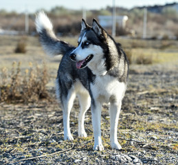 husky siberiano