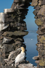 A gannet stands in the ruins of a window in Saint Baldred's Chapel on Bass Rock in Scotland, United...