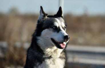 siberian husky