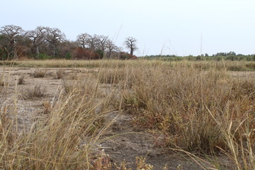 Fototapeta premium gambia