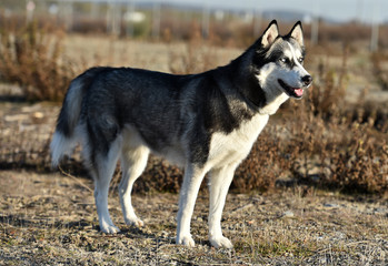 husky siberiano © alberto