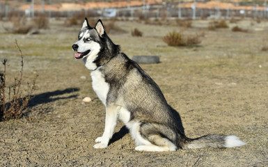 husky siberiano