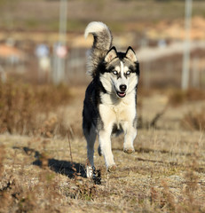 husky siberiano