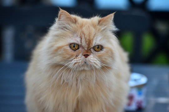gato persa