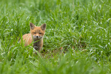 Red fox kit - 248557020