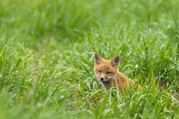 Red fox kit - 248557022