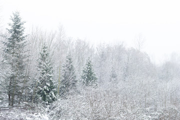 Obraz na płótnie Canvas Snowy trees and bushes