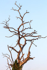 The dead tree branches to the sky early in the morning.