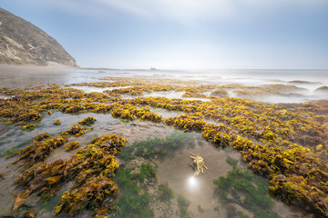 Amazing Las Brisas beach an awe sea coastline landscape on a wild environment in Chile. A crab underwater trying to catch the sun water reflection inside the algae reef in between the rocks