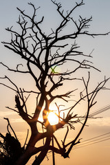 Silhouettes, dead branches, and sunshine.