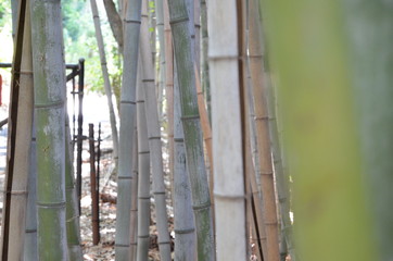 Bamboo side