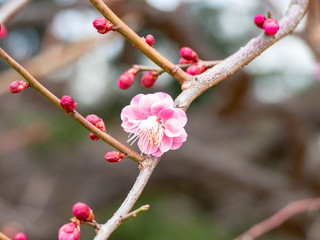 梅