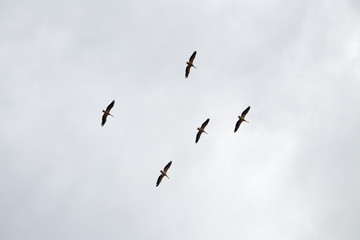 gambia