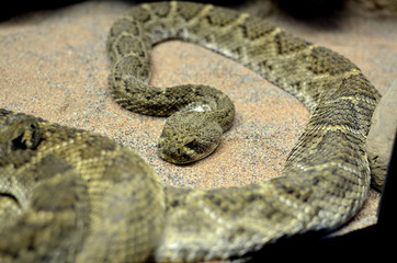 closeup of snake